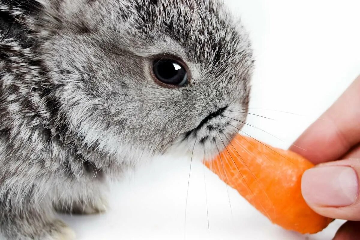 Можно кролику яблоко. Что едят Карликовые кролики. Кролик ест яблоко. Кролик с яблоками. Кролик с кабачком.