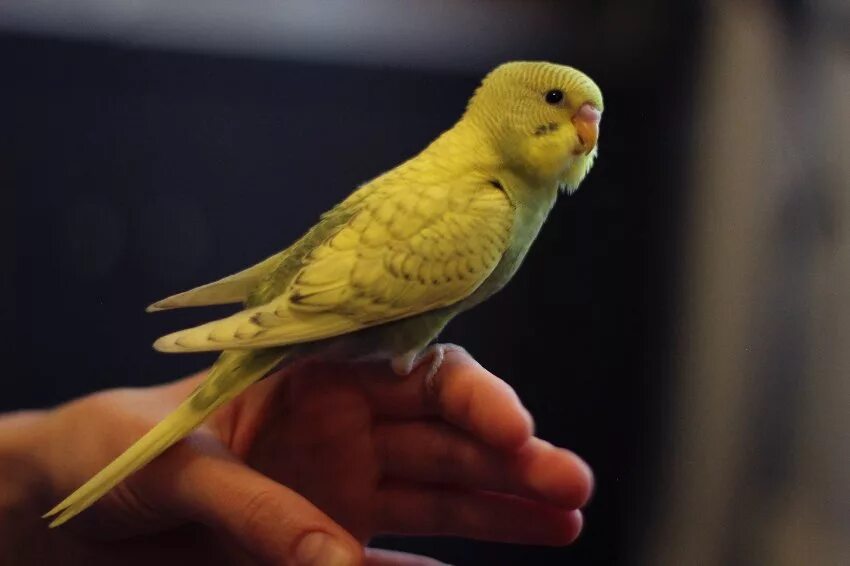 Волнистый попугайчик. Жёлто-зелёные попугаи волнистый попугай. Волнистый попугайчик зеленый самец. Попугай зеленый волнистик.