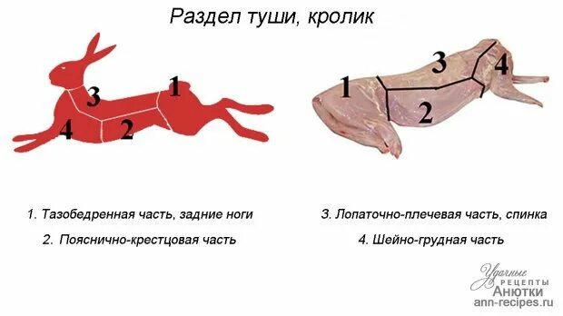 Без задних ног значение