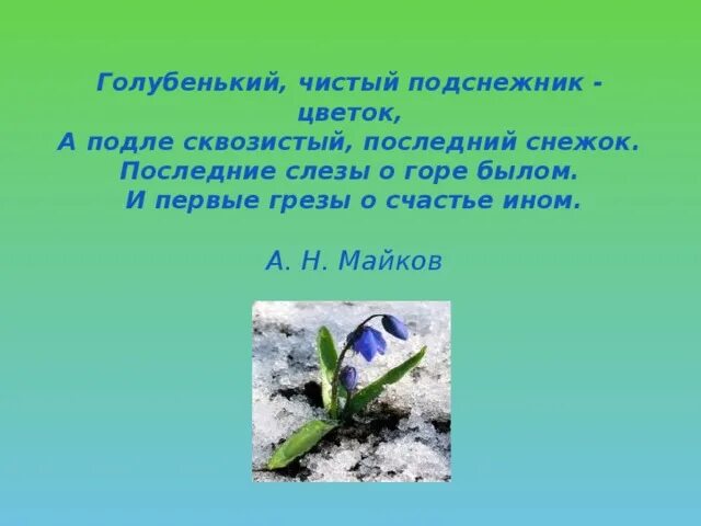 Голубенький чистый Подснежник цветок. Голубенький чистый Подснежник цветок а подле сквозистый последний. Майков Подснежник. Майков голубенький чистый Подснежник. А подле сквозистый последний снежок