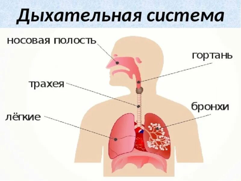 Дыхание схема 3 класс. Органы дыхательной системы человека 3 класс. Дыхание схема 3 класс. Дыхательная система органов дыхания рис 52. Дыхательная система человека схема 3 класс.