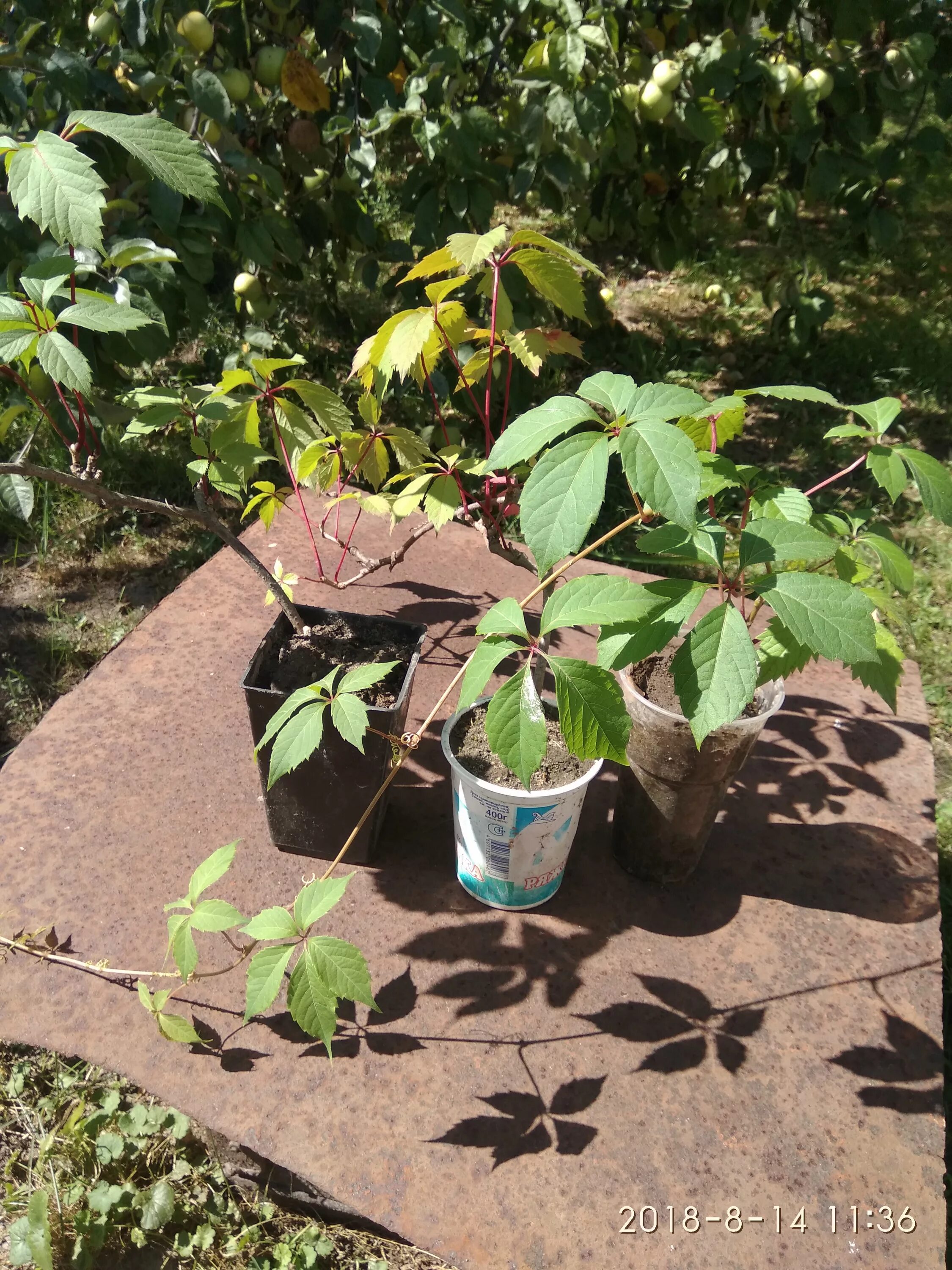 Партеноциссус (виноград девичий) пятилисточковый. Девичий виноград пятилисточковый. Девичий виноград отросток. Девичий виноград саженцы. Девичий виноград саженцы.