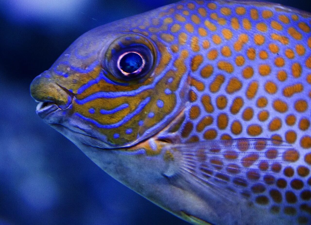 Fish may be