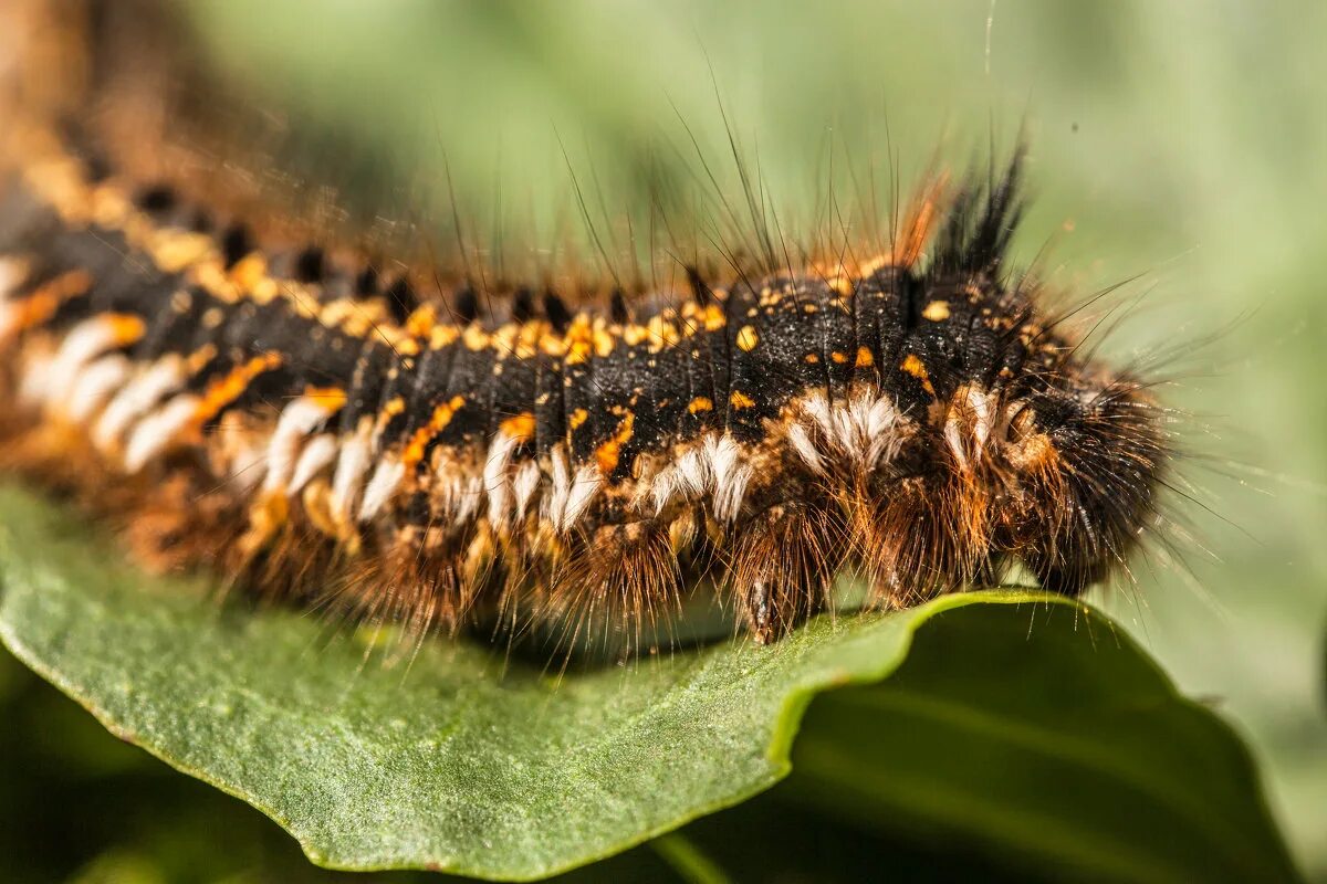 Гусеница бабочки белянки. Гусеница бабочки библис. Гусеница форум. Sibine stimulea. Сатурния полифема гусеница.