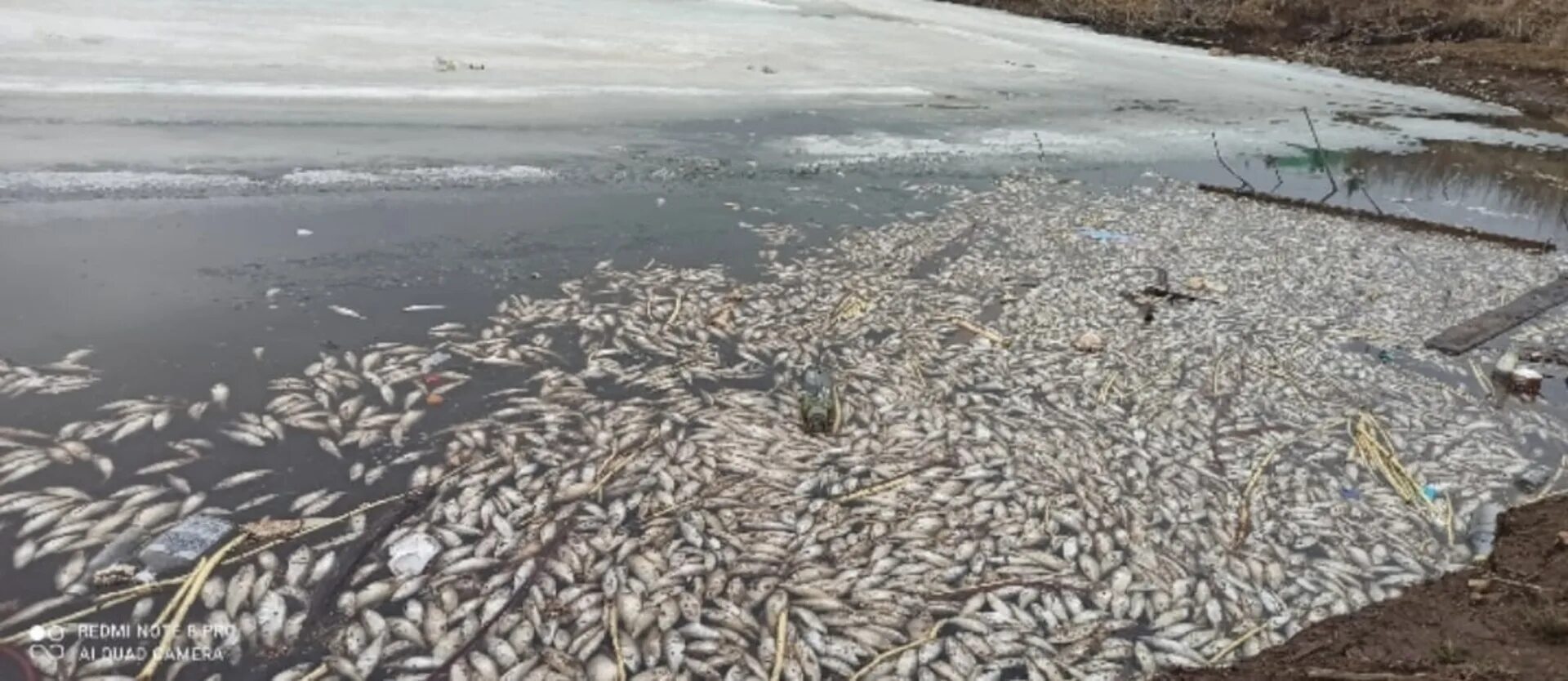 Рыбинское водохранилище замор. Замор рыбы Астраханской. Замор рыбы Чухлома. Замор рыбы Куйбыш. Замор рыбы в Обской губе.