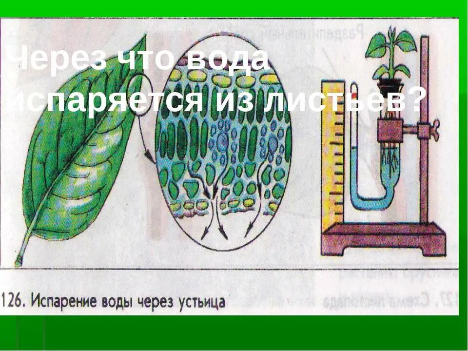 Опыт транспирация растений. Испарение транспирация биология 6 класс. Вода из листьев испаряется через. Схема транспирации растений. Вода из листьев испаряется через.
