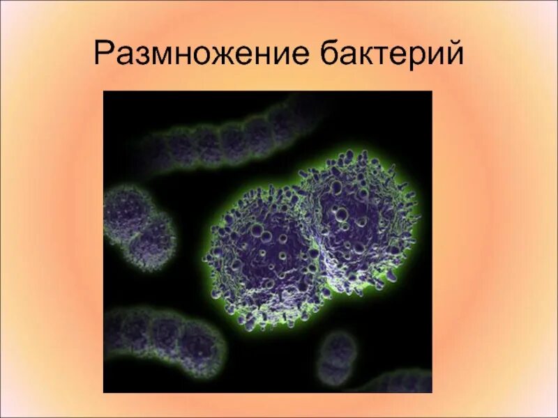 Размножение бактерий примеры. Бинарное деление бактериальной клетки. Размножение микроорганизмов. Размножение клеток бактерий. Процесс деления бактерий.