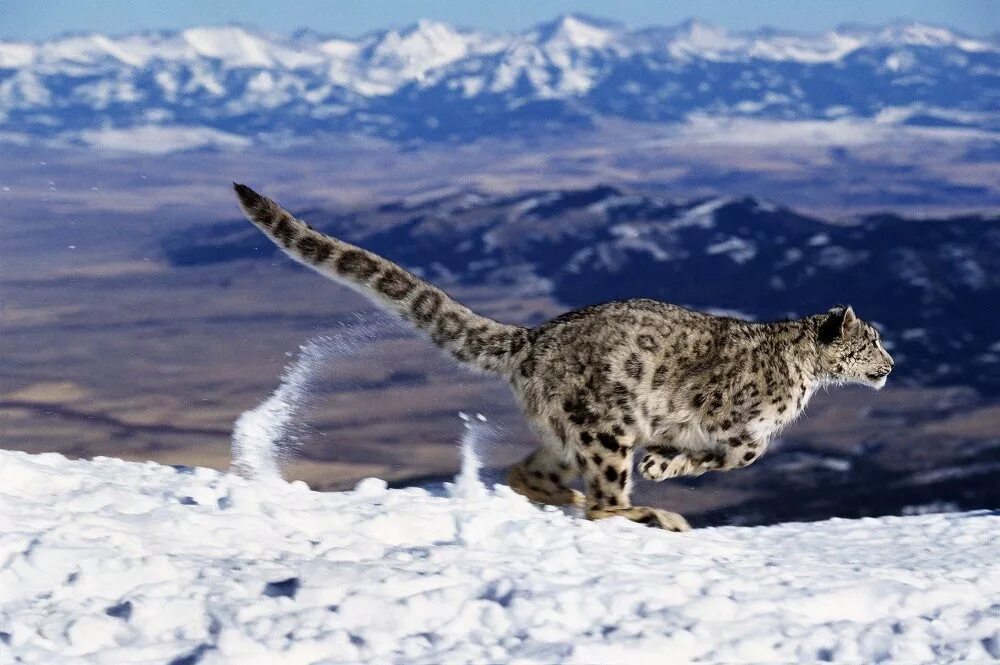 На какую длину способен прыгнуть снежный барс. Снежный Барс Ирбис. Ирбис горный леопард. Снежный Барс в Гималаях. Снежный Барс uncia uncia.