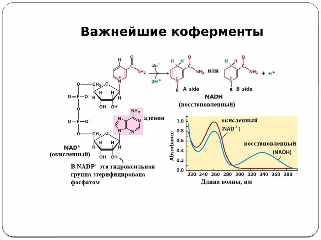 Механизм действия коферментов кратко. Кофактор и кофермент биохимия. Ферменты коферменты кофакторы. Коферменты печени. Цинк ферменты