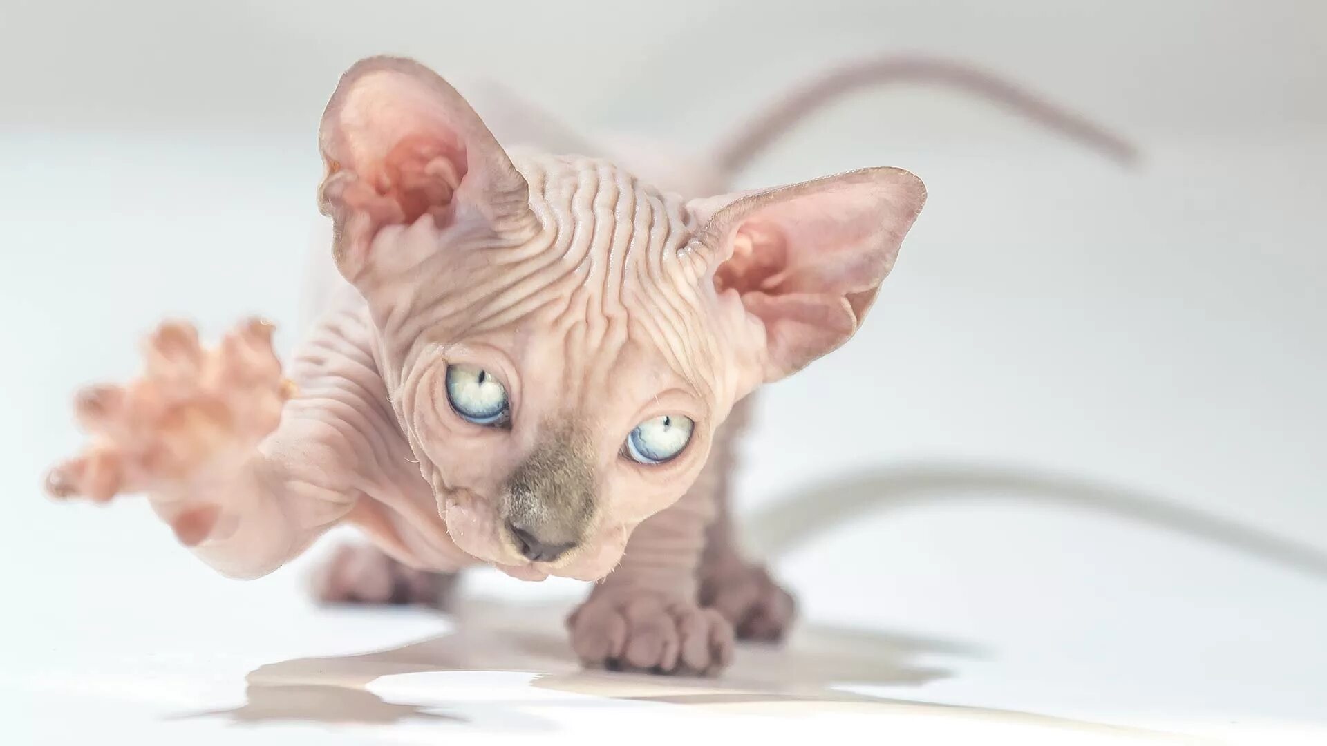 Сфинксы лучшие кошки