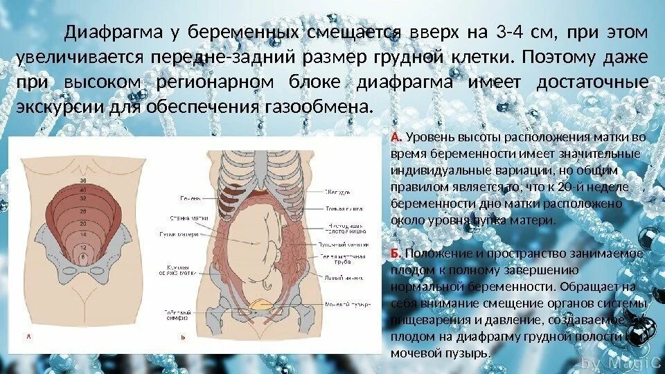 Диафрагма давит. Диафрагма у беременных. органы при беременности. грудная клетка при беременности. болит диафрагма при беременности 3 триместр.