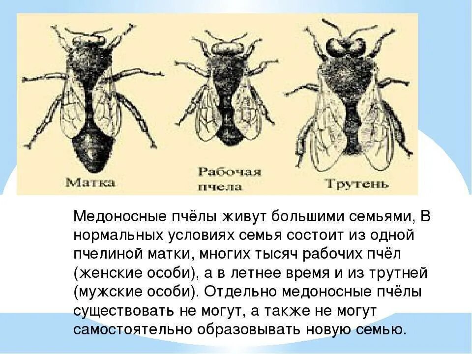 Исследование конечностей домашней пчелы какая биологическая наука. Пчела медоносная описание. Строение тела пчелы медоносной. Общая характеристика пчел. Характеристика медоносной пчелы.