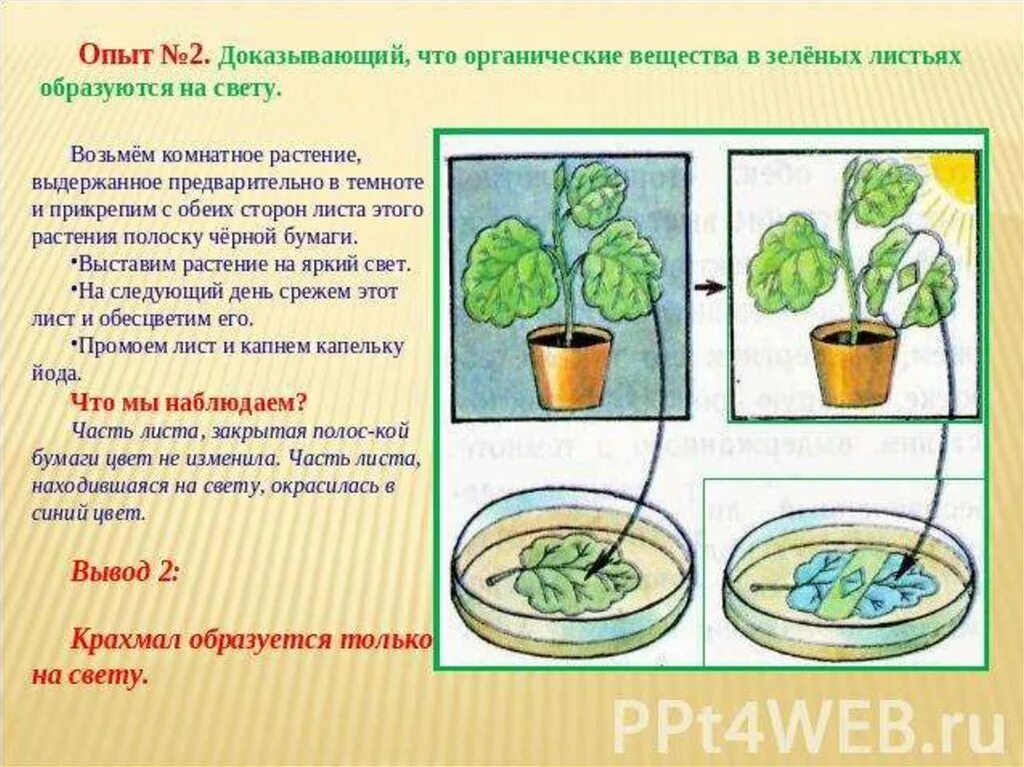 Почему в описанном опыте. Опыты с растениями. Опыты с комнатными цветами. Эксперименты с растениями. Опыты с комнатными растениями.