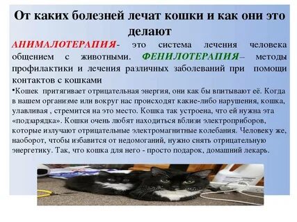 Лечение кошачьей болезни