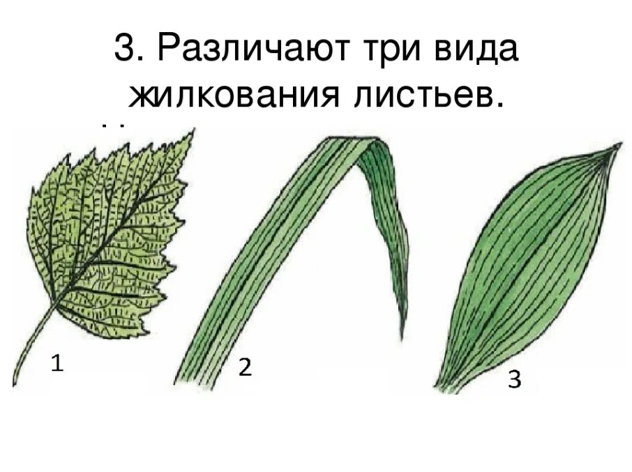 Типы жилкования листьев 6 класс биология. Жилкование 6 класс. Жилкование листьев 6 класс биология.