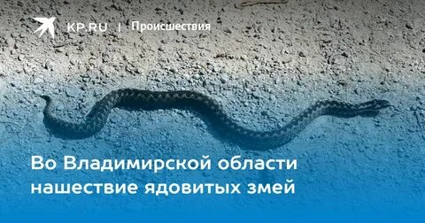 Змея умирает песня
