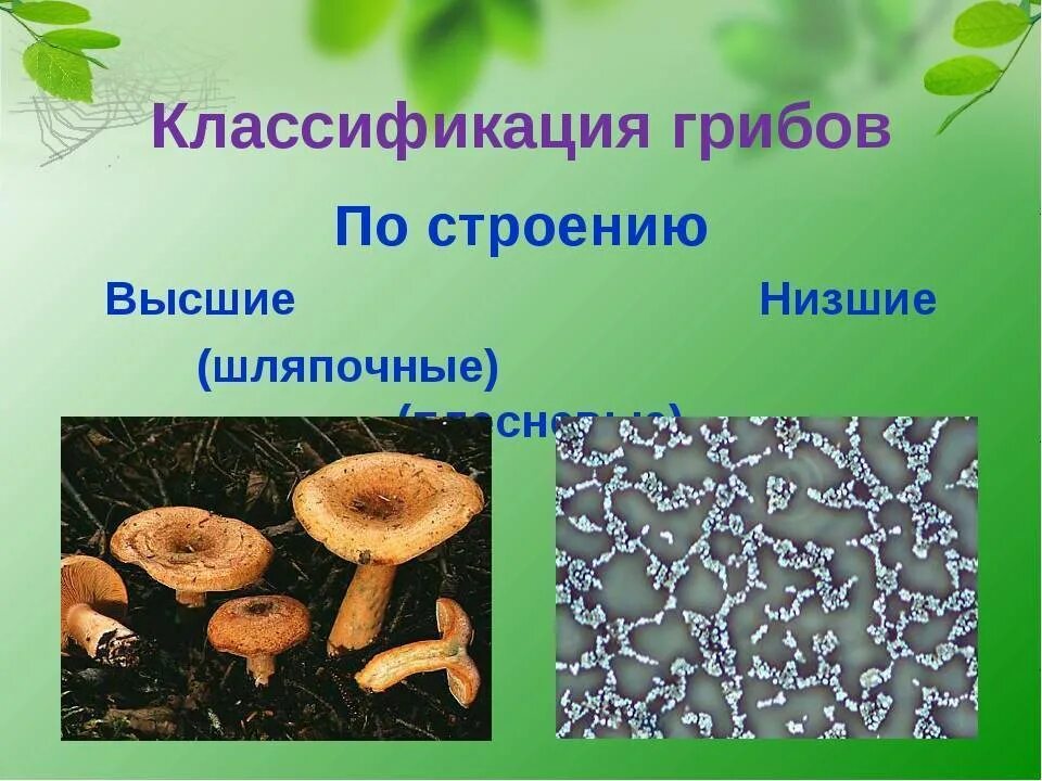 Грибы делятся на группы. Царство грибы строение. Царство грибы систематика. Царство грибы 5 класс биология. Классификация царства грибов 5 класс.