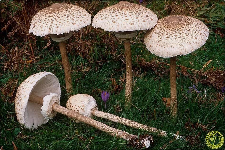 Зонтик ядовитый. Macrolepiota procera гриб. Зонтик пестрый мухомор пантерный. Зонтик пёстрый Macrolepiota procera. Гриб - зонтик пёстрый (Macrolepiota procera)..