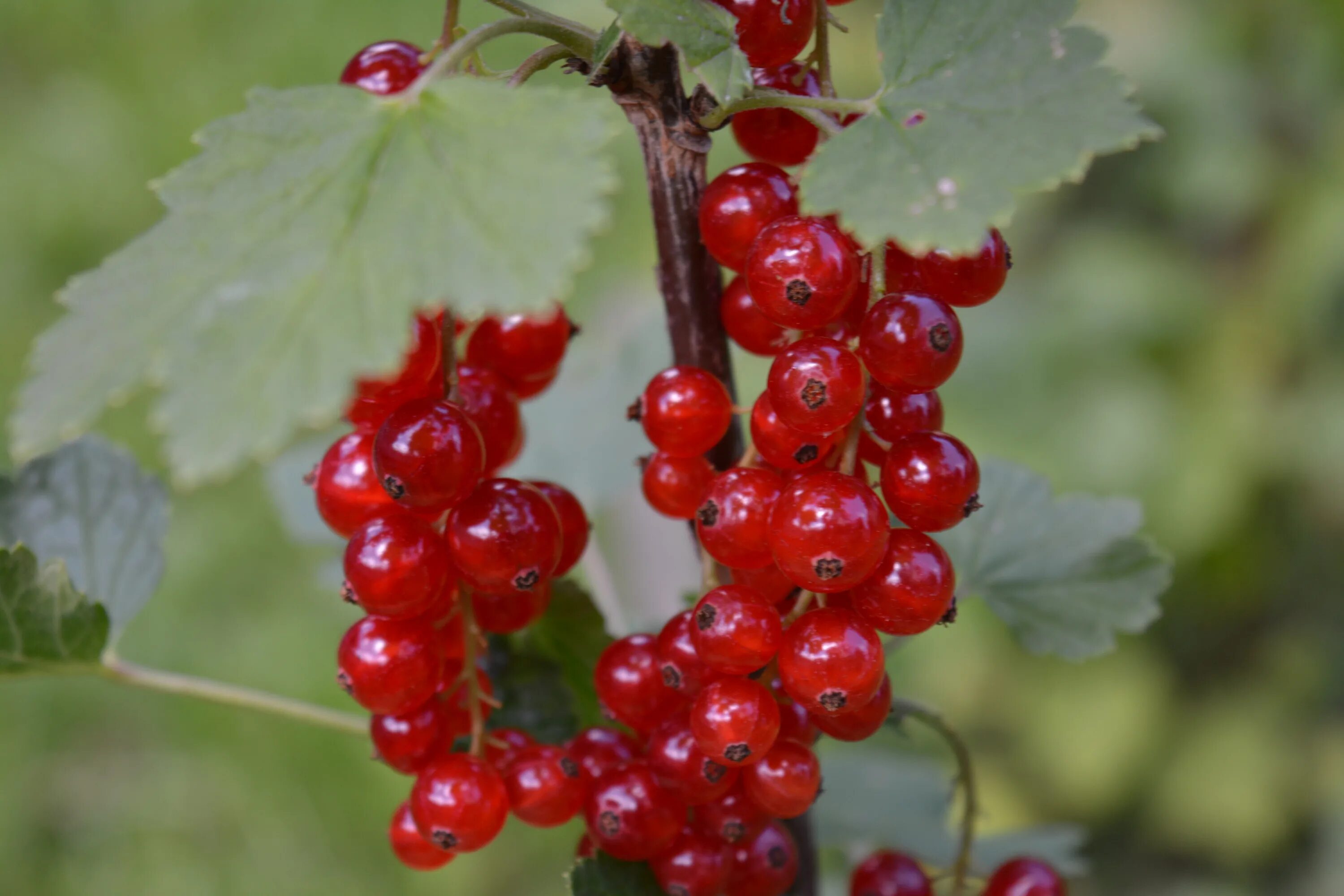 Смородина латынь. Смородина красная Алтайская Рубиновая. Смородина красная (ribes rubrum `Rolan`). Смородина красная ред Лейк.