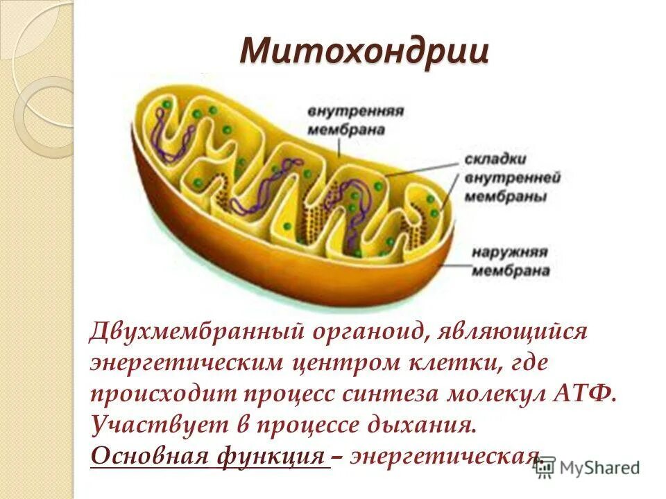 Митохондрии атф хлоропласты. Схема строения митохондрии по данным электронной микроскопии. Строение Крист митохондрий. Схема строения митохондрии по данным электронного микроскопа. Схема ультрамикроскопического строения митохондрии..