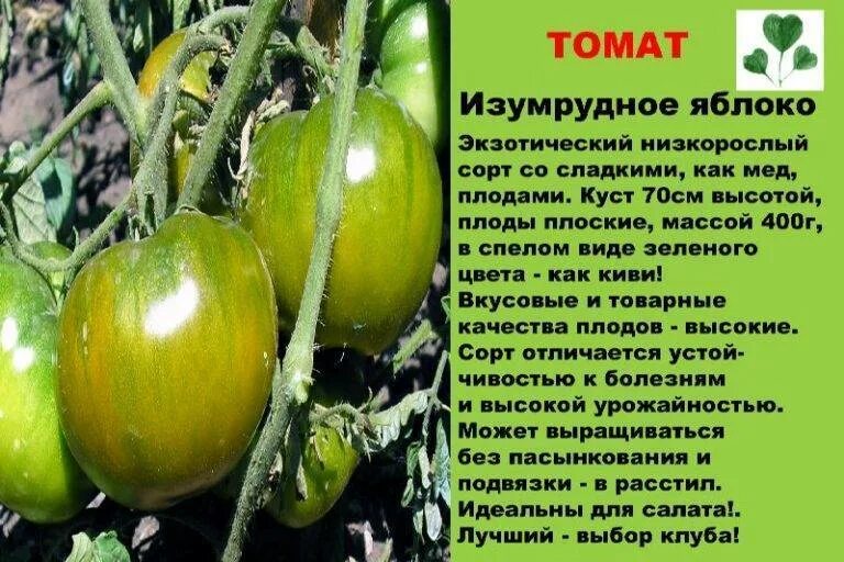 Характеристика сортов томатов и фото. Сорт помидор Изумрудное яблоко. Томат изумрудный штамбовый. Зеленые помидоры сорт Изумрудное яблоко. Сорт томатов Изумрудное яблоко.