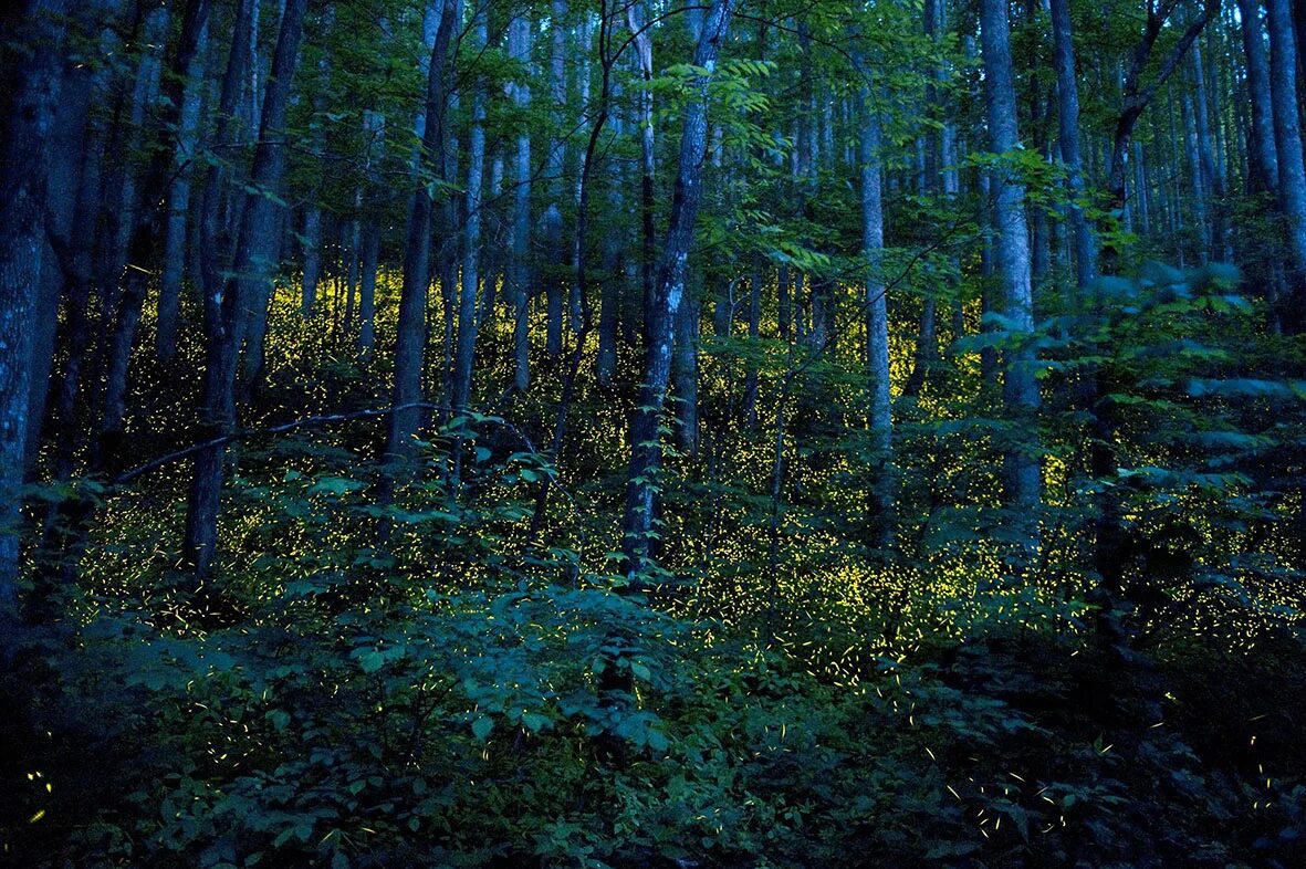 Ночью в лесу 3 класс. Ночной лес. Синие огоньки в лесу. Светящийся лес. «Ночь в лесу».