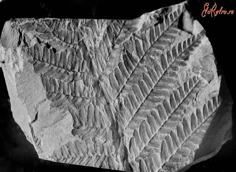 Отпечатки ископаемого папоротника. Отпечатки папоротника на Каменном угле. Семенные папоротники окаменелости. Окаменелые Отпечатки папоротников. Окаменелый папоротник.