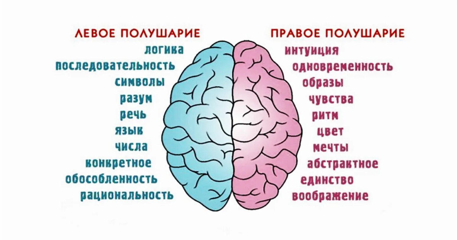 Полушария мозга девое т правое. За что отвечает правое полушарие. За что отвечают полушария головного мозга человека левое и правое. За какие процессы головного мозга отвечает правое полушарие.