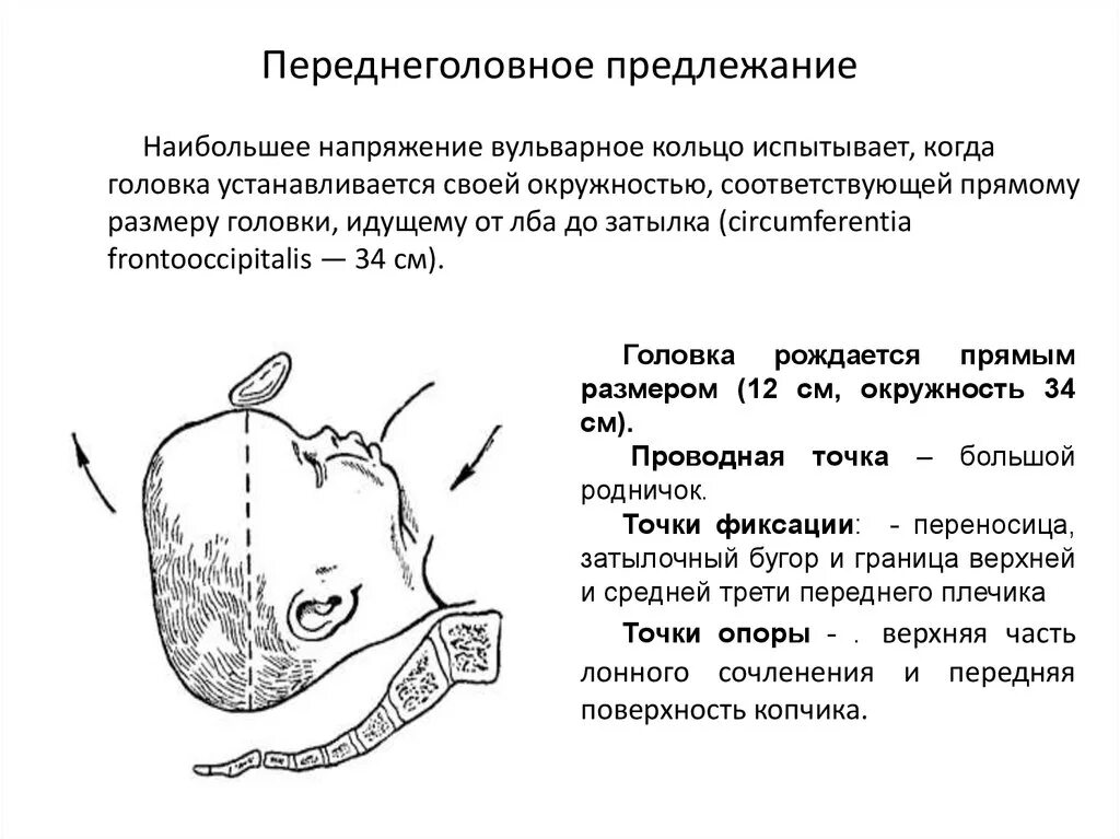 Биомеханизм родов в переднеголовном предлежании. Степень конфигурации головки плода. Особенности родов при переднеголовном предлежании. Биомеханизм родов при переднеголовном предлежании. Переднеголовное предлежание