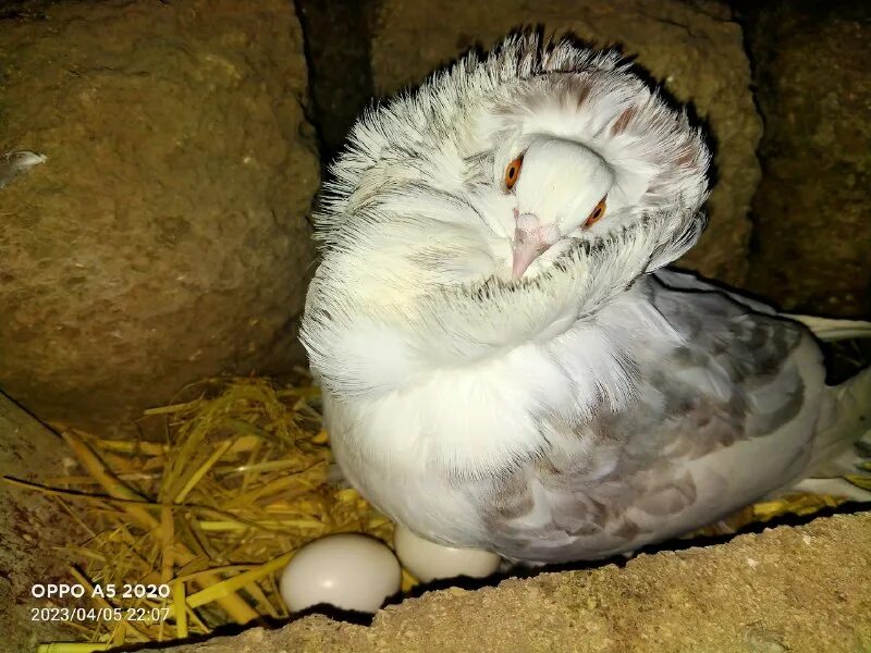 Москва выставка голубей 2023. Москва выставка голубей 2023. Москва выставка голубей 2023. Чернорябые николаевские голуби. Москва выставка голубей 2023.