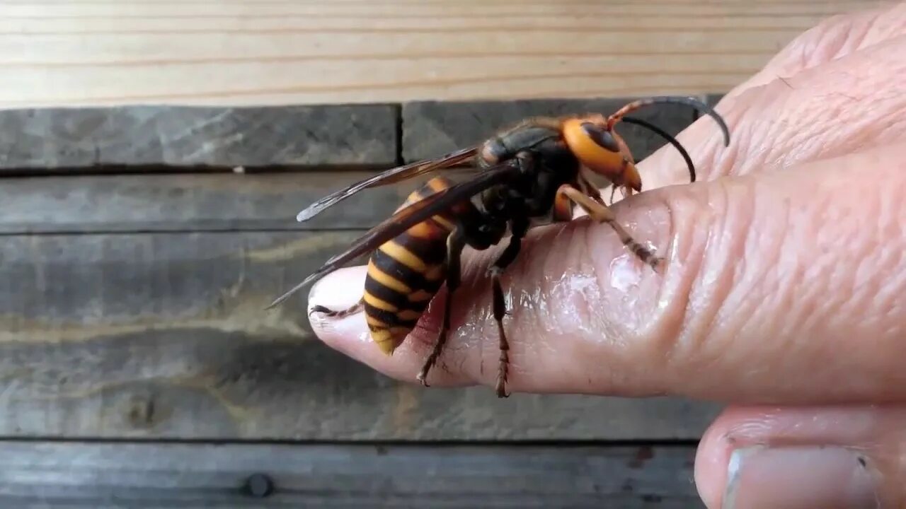 Домашние насекомые пчелы. Vespa mandarinia Шершень. Азиатский Шершень гигант. Японский Шершень гигант.