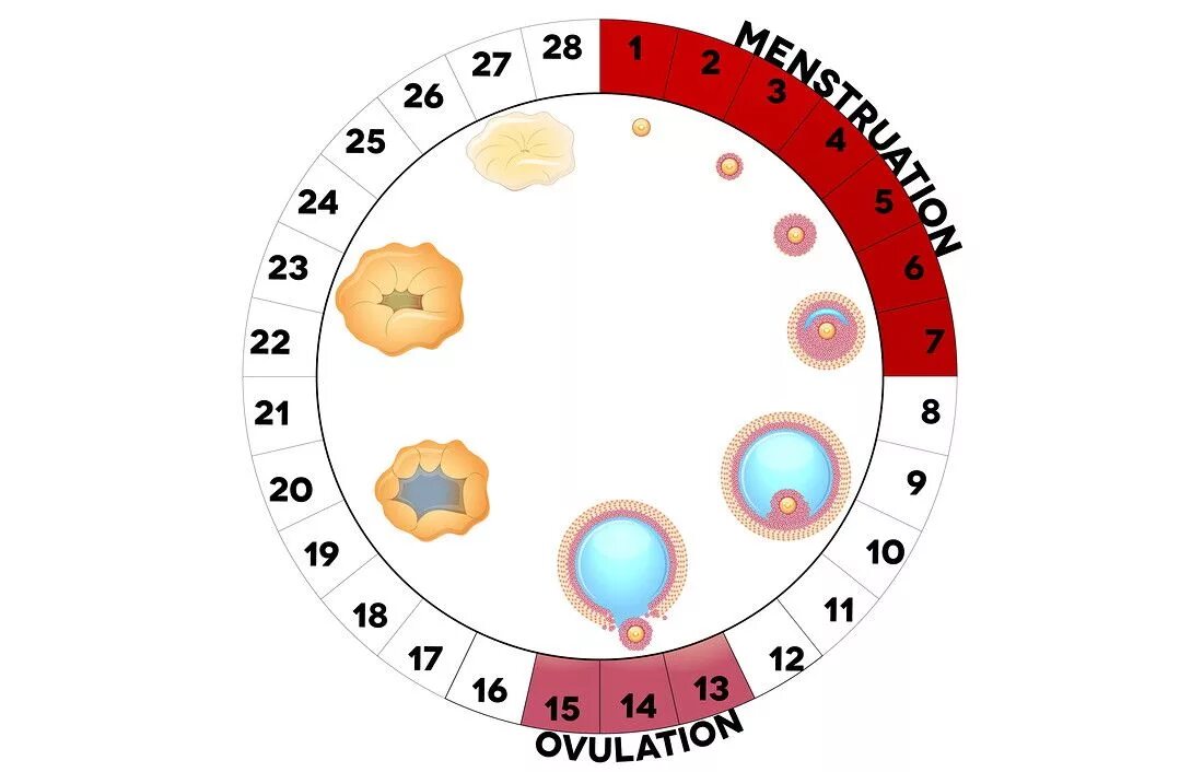 Фертильная фаза. Цикл менструационного цикла. Женский менструальный цикл. Дни овуляции. Дни менструального цикла.