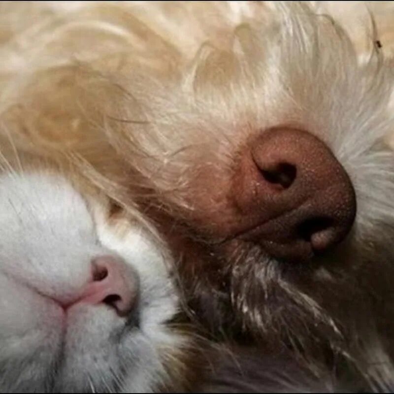 почему кошки храпят. приколы с котами с надписями до слез. сопеть это. кот украл еду и спрятался. сонное царство.