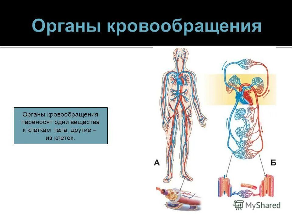 Комплексный организм состоящий из