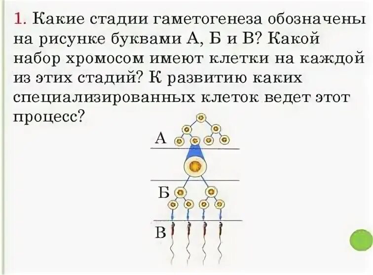 Какая стадия гаметогенеза обозначена