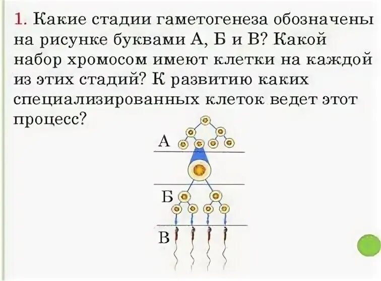 Гаметогенез схема. Гаметогенез задания ЕГЭ. Гаметогенез схема онтогенез.