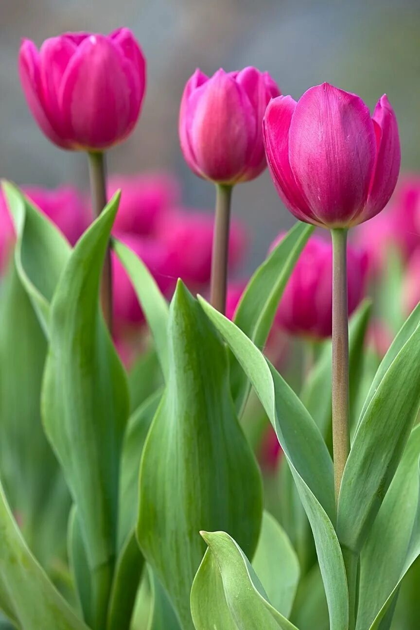 Покажи цветы тюльпаны. Тюльпан Тулип. Тюльпан Элизабет. Тюльпан Онтарио. Тюльпан Tulipa.