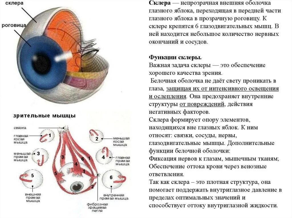 Какая функция роговицы