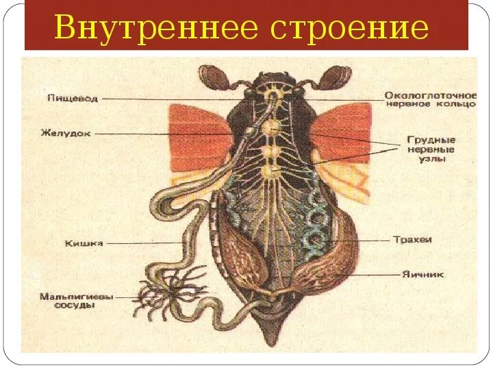 Строение насекомых. Строение насекомых
