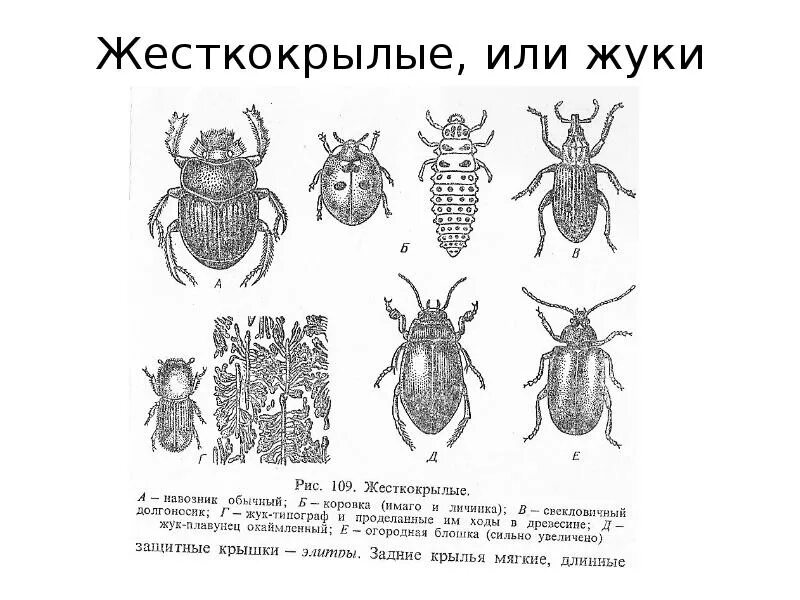 Тип жесткокрылые. Отряд жесткокрылые тип конечностей. отряд жуков строение. жесткокрылые схема. отряд жесткокрылые строение.