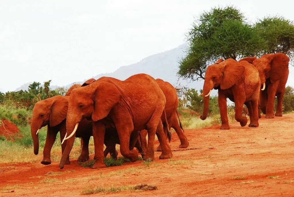 Orange elephant. Красный слон. Красные слоны. Оранжевые слоны. Фото красного слона.