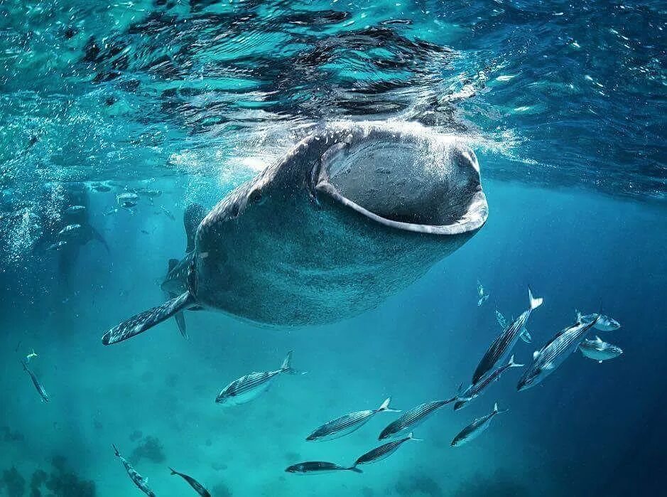 Какую рыбу едят киты. Синий кит питается планктоном. Какую рыбу едят киты. Какую рыбу едят киты. Гренландский кит ест планктон.