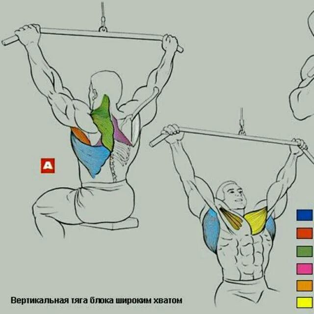Вертикальная тяга за голову. Тяга вертикального блока широким хватом техника. Техника выполнения тяги вертикального блока. Тяга верхнего блока за голову. Верхний блок мышцы.