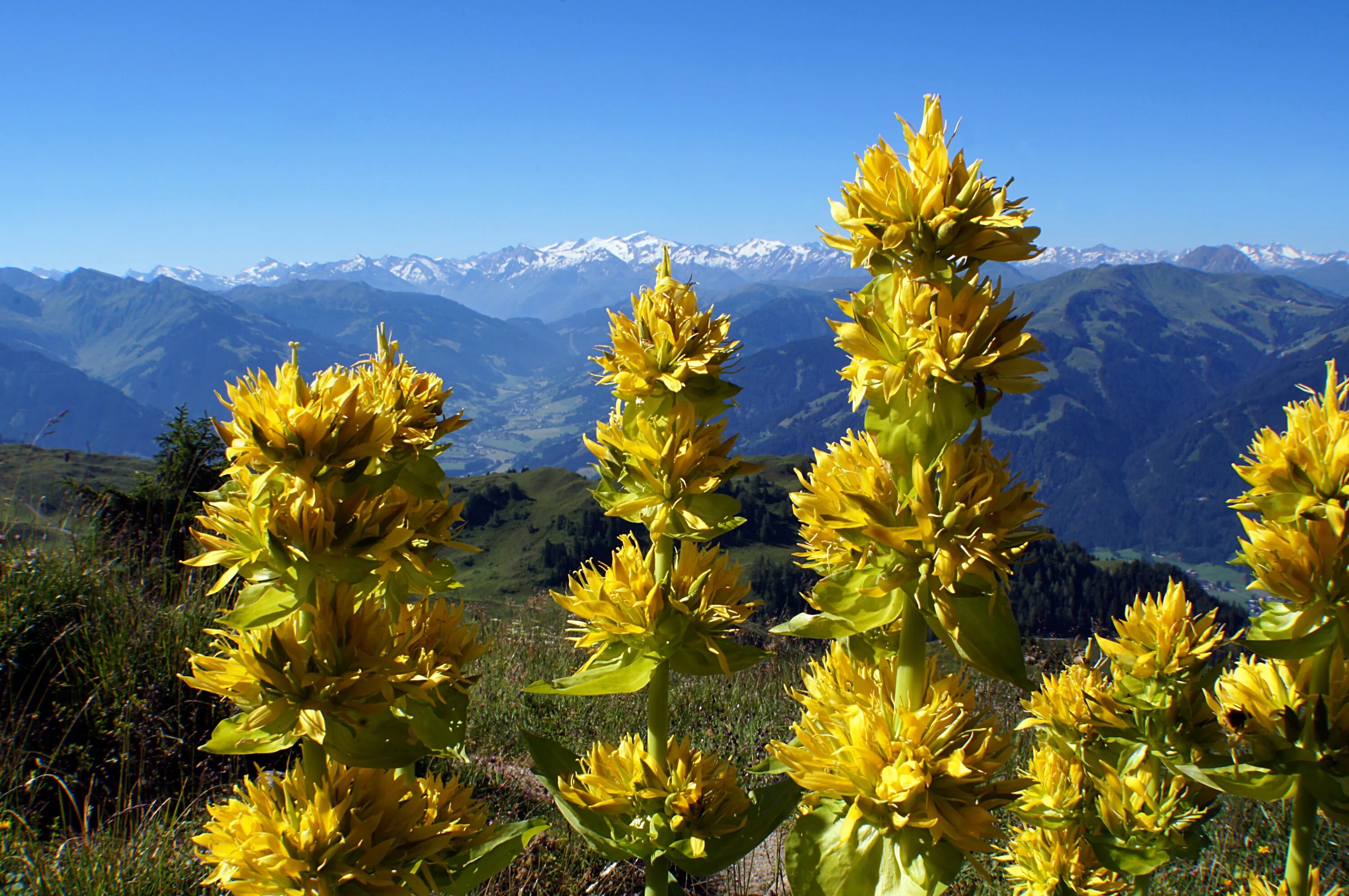 Зацвела корень. Горечавка жёлтая. Горечавка желтая (Gentiana lutea). Горечавка желтая lutea. Цветы Северного Кавказа горечавка.
