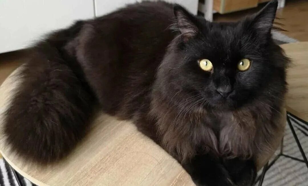 #allaboutcats Fluffy black cat, Beautiful cats, Gorgeous cats