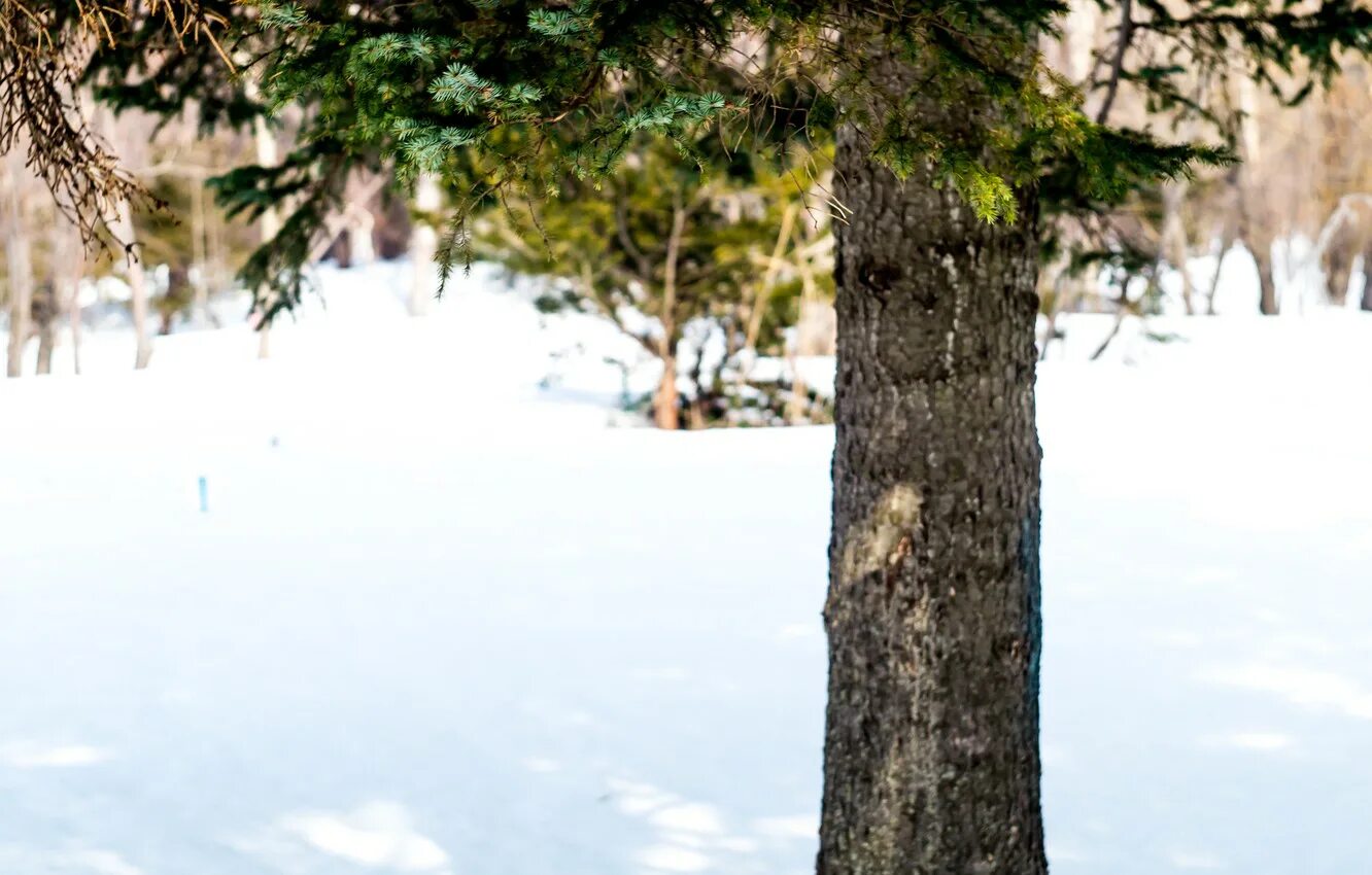 Зима в лесу. Лес в инее. Дуб зимой. Зимой ствол. Ствол дерева.