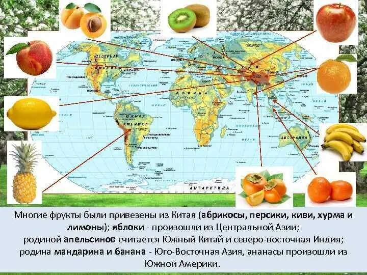 Апельсины страны производители. Родина апельсина Страна. Родина цитрусовых. Родина мандаринов. Где Страна где много фруктов.