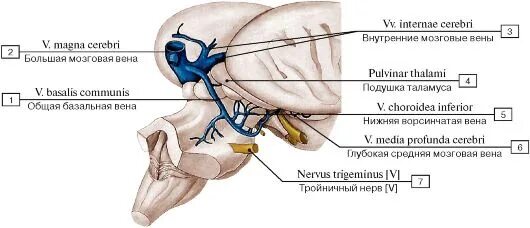 Вены головного мозга. Базальная мозговая Вена. Вена Галена анатомия. Внутренняя мозговая Вена.