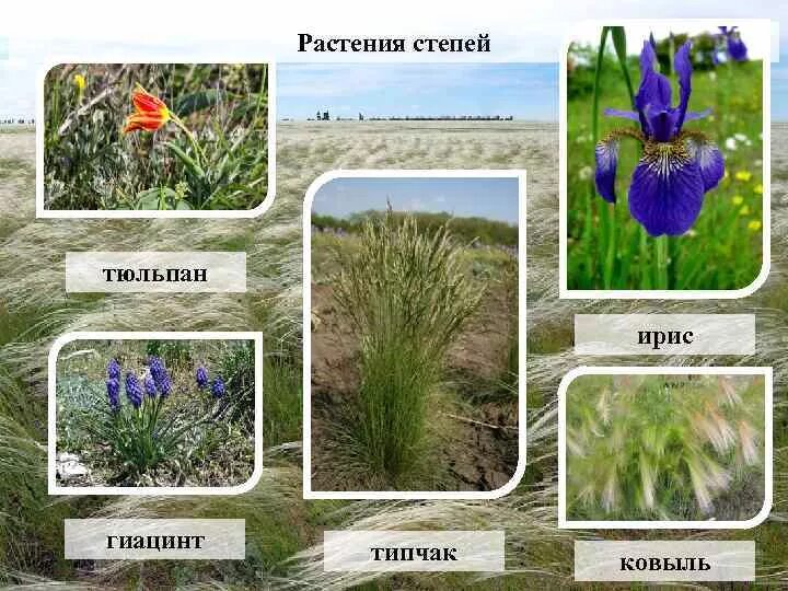 Какие растения характерны для степей россии. Тюльпан Ирис ковыль Типчак степные растения. Тюльпан Ирис ковыль Типчак. Растения зоны степей 4 класс. Растения степи 4 класс.