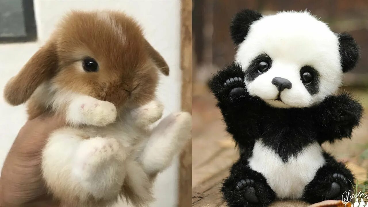 Красивый кролик. Грустный заяц. Крольчата. Красивый заяц. Как стать зайчиком.